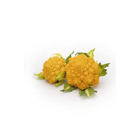 CHOU FLEUR ROMANESCO ORANGE 10PCS